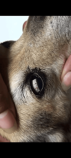 glaucoma in dog eye