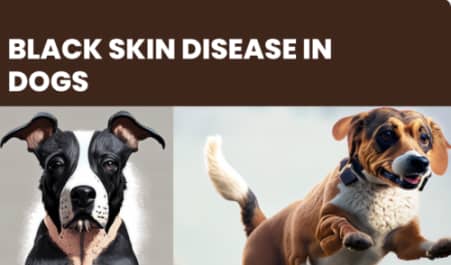 Black skin disease in dogs